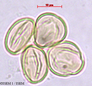 ISEM 1/Weinmannia_microphylla_29462/Weinmannia_microphylla_29462_0001(copy)_thumb.jpg